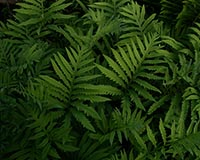 Sensitive Fern